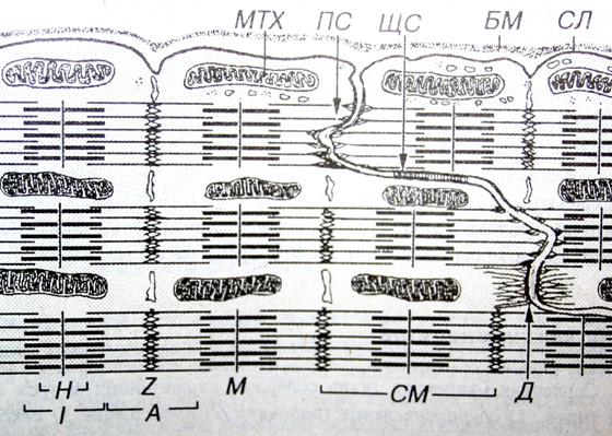 Схема вставочного диска между кардиомиоцитами - 82 фото