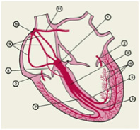 vorob2.tif