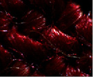 inz10.tif