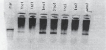 poveh5b.tif